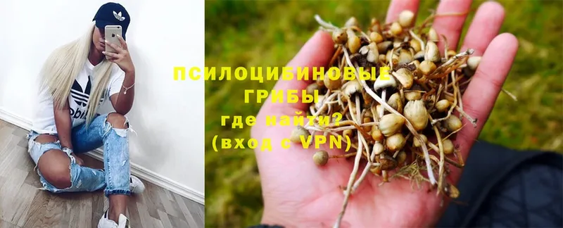 купить закладку  Карачев  Псилоцибиновые грибы Psilocybe 